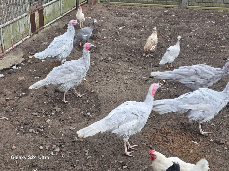 Indyki Lawendowe Indory