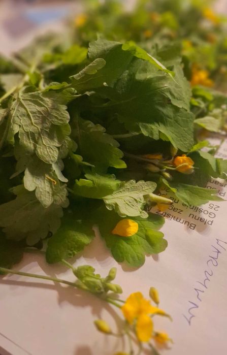 Maść z żywokostu na stawy, kości, bóle