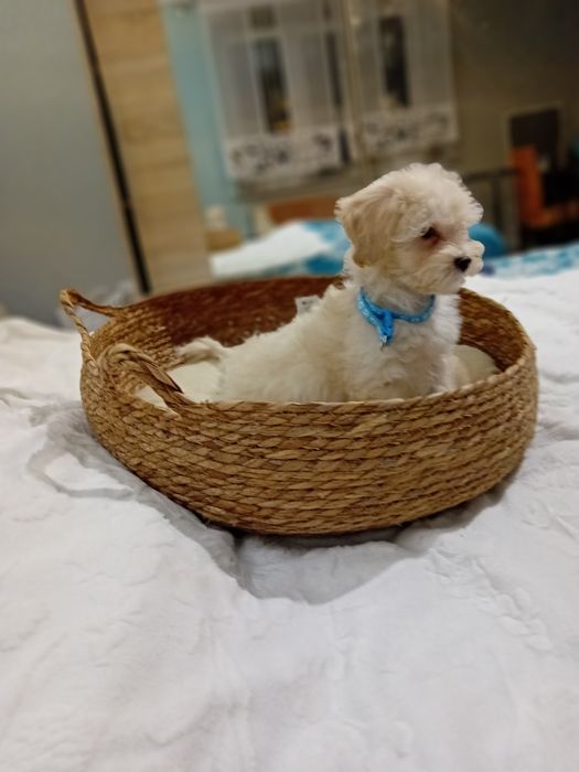 Maltipoo, maltańczyk, pudełek toy ,malutki piesek