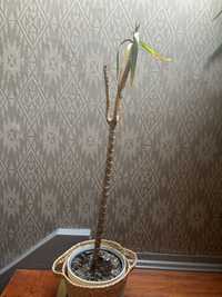 Dracena za darmo