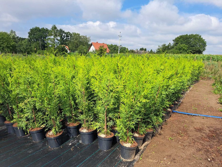 Dostawa gratis Tuja brabant 130-160 cm doniczka 7l