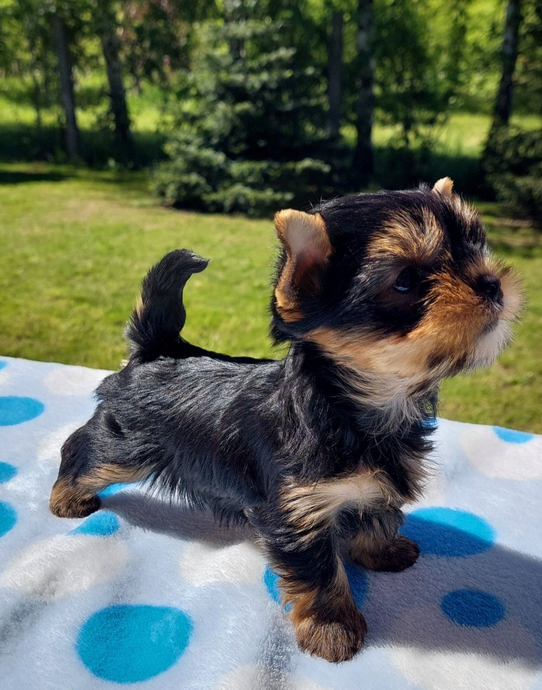 Yorkshire terrier, york fci zkwp