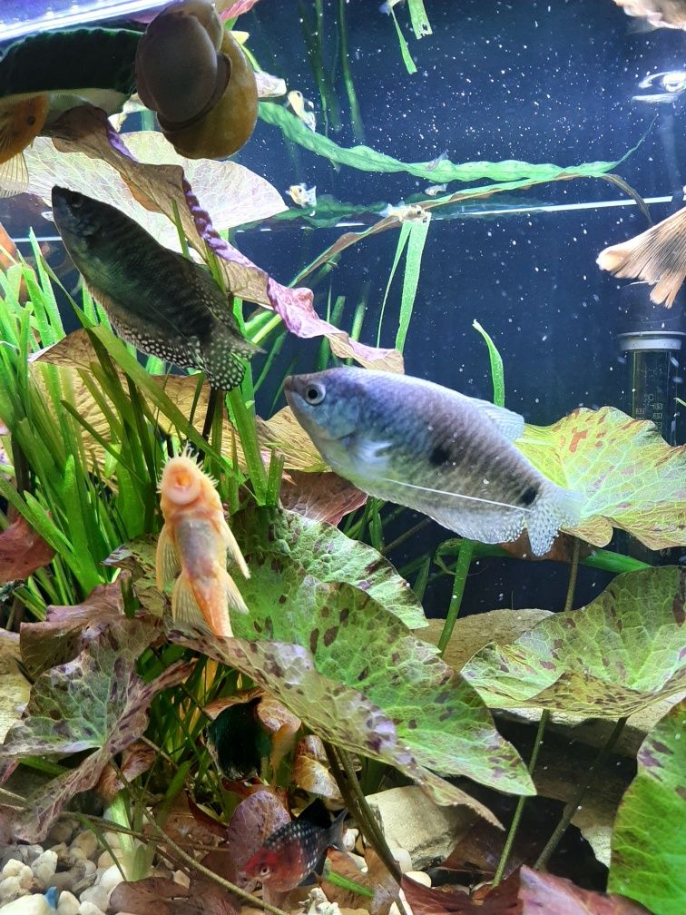 Ludwigia, Limnophila, Kryptokoryna,