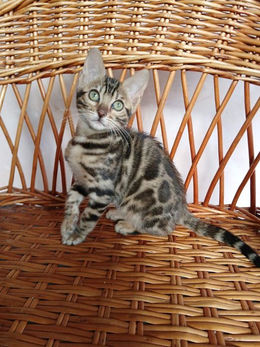 Яркая бенгальская кошечка