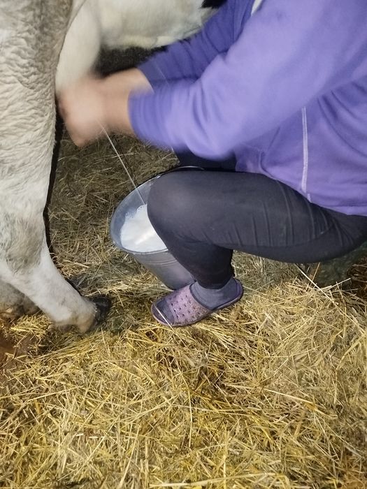 Продам добру Корову