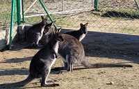 Kangury walabia Bennetta samiczki do sprzedania