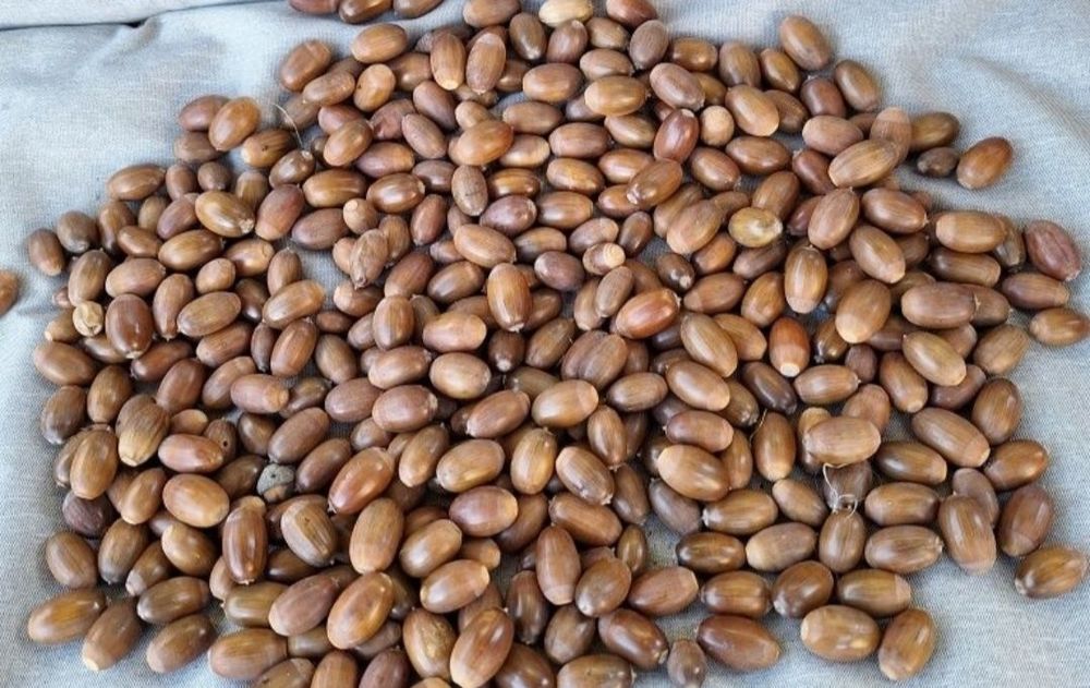 Żołędzie szypułkowy 50kg