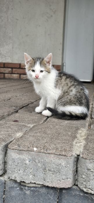 Małe bezdomne kotki szukają domku przed zimą