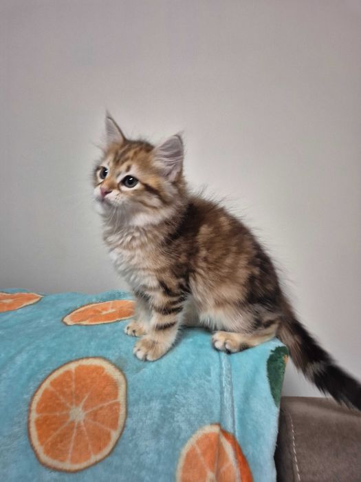 Kocurek Syberyjski MAX rodowód FIFE FPL