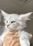 Maine coon srebrne kocięta ns 12 / srebrne perelki /
