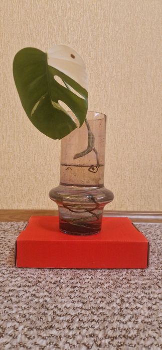 Рослина Вазон Монстера Альба варієгатна ( альбіно ).Ціна з горщиком