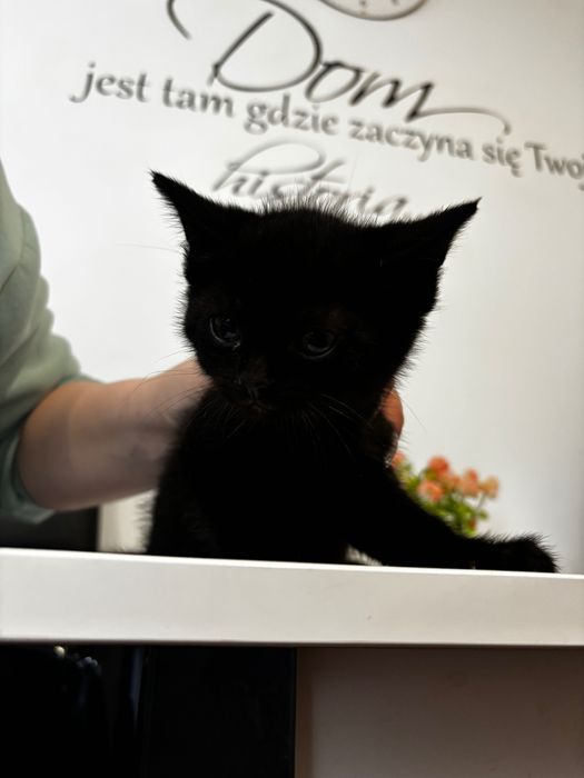 Oddam kotki w dobre ręce