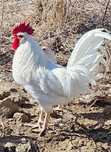 Ovos Fertelizados Leghorn