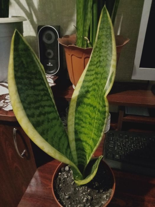 Сансевьерия неприхотливое растение