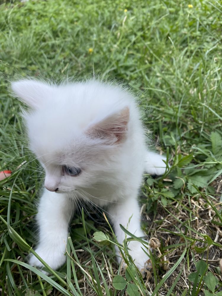 Кошеня. Віддам у добрі руки