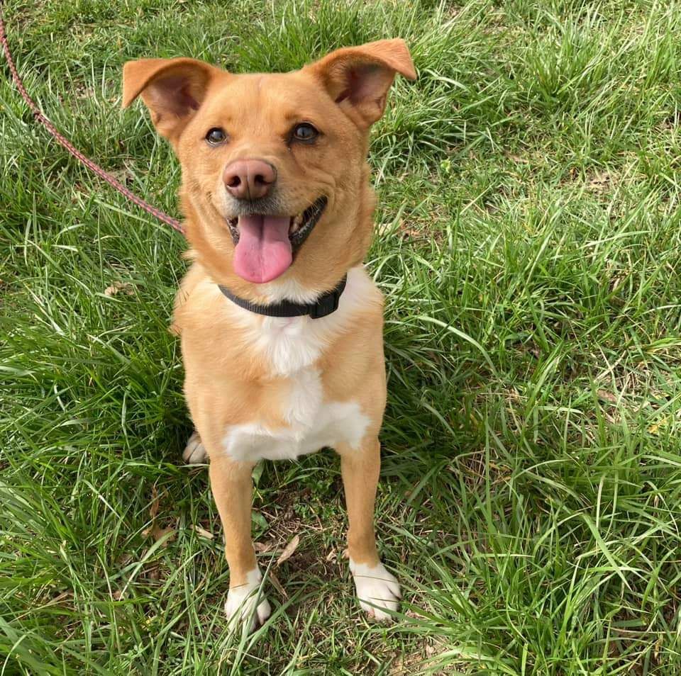 Piesek Filek do adopcji!