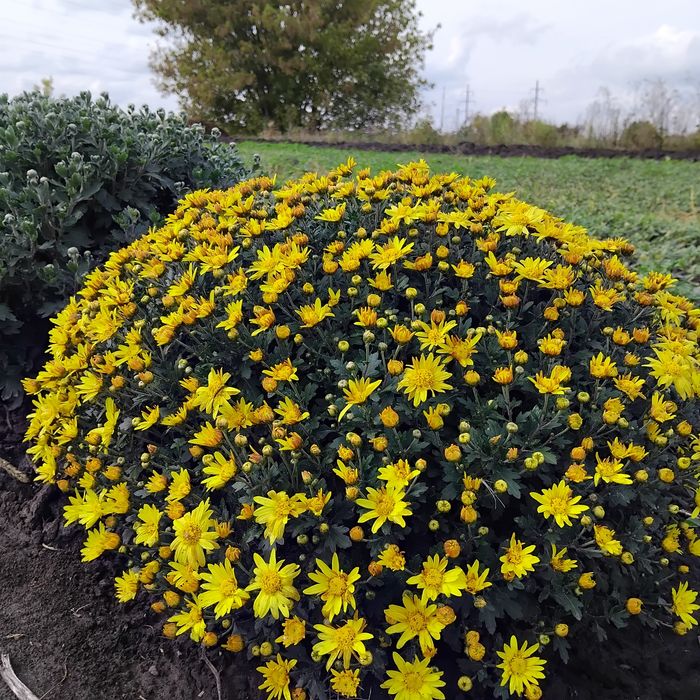 Маточники хризантеми