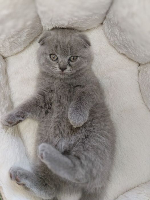 Британские котята