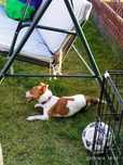 Juck Russell terrier suka wykastrowana