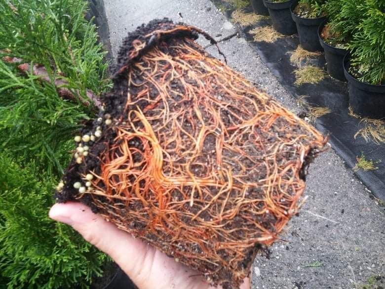 Sprzedam Tuja Thuja Szmaragd wys. 70cm