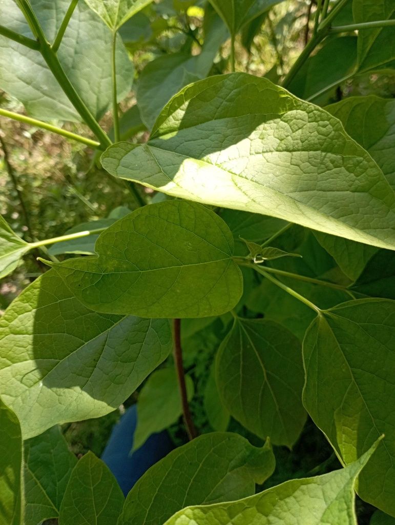 Sadzonki Surmi 120-150 cm wys.Indian Bean Tree Catalpa bignonioides