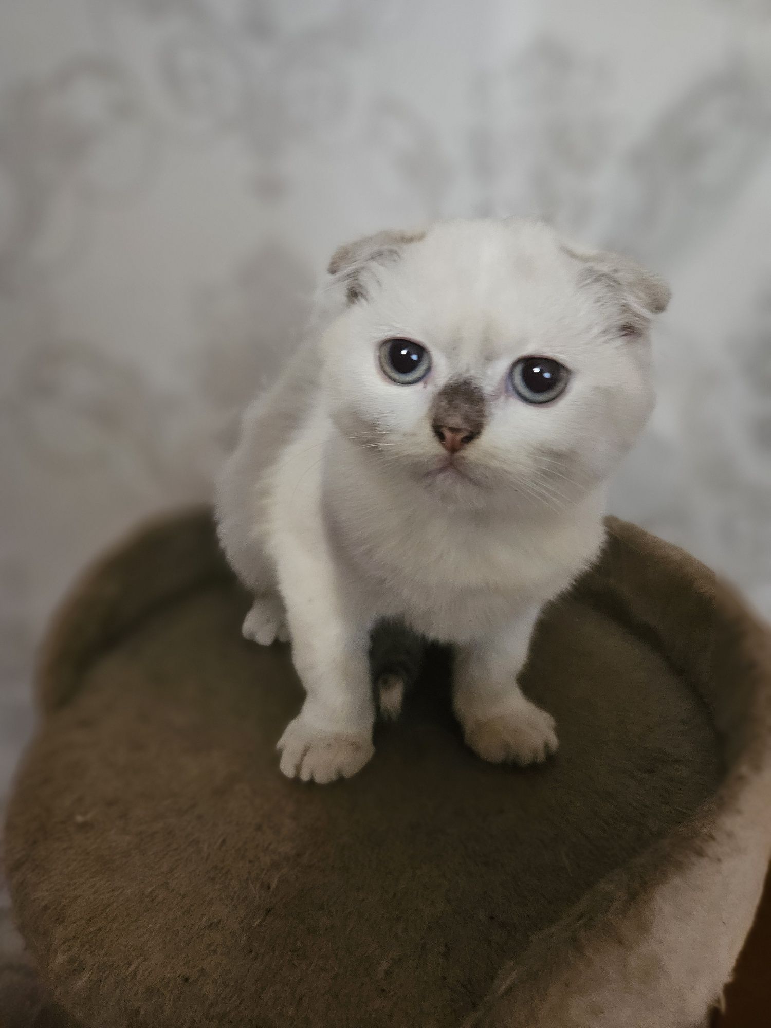 Кошеня висловухе , скотишь фолд