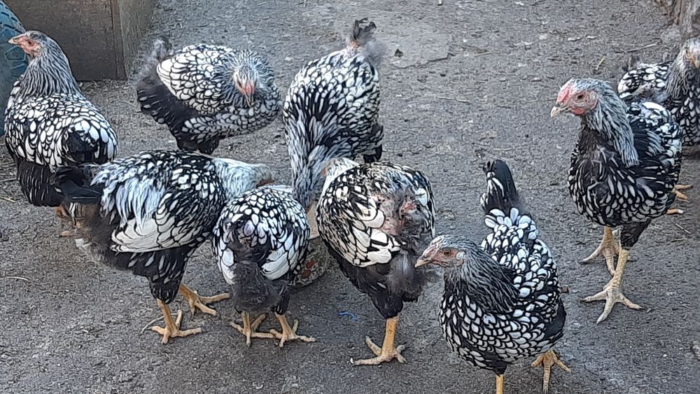 Петухи Ливенская ситцевая, Виандот, Фокси-чик.