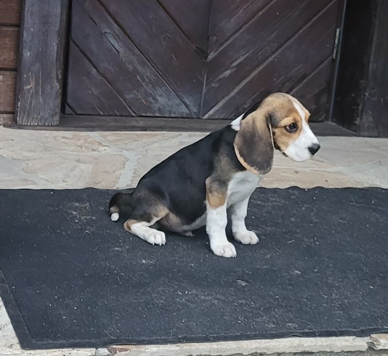Beagle piesek sprzedam