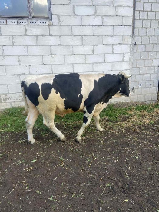 Byk HF – do hodowli lub rozpłodu