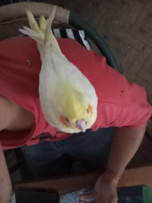 Vendo caturra criada a mão