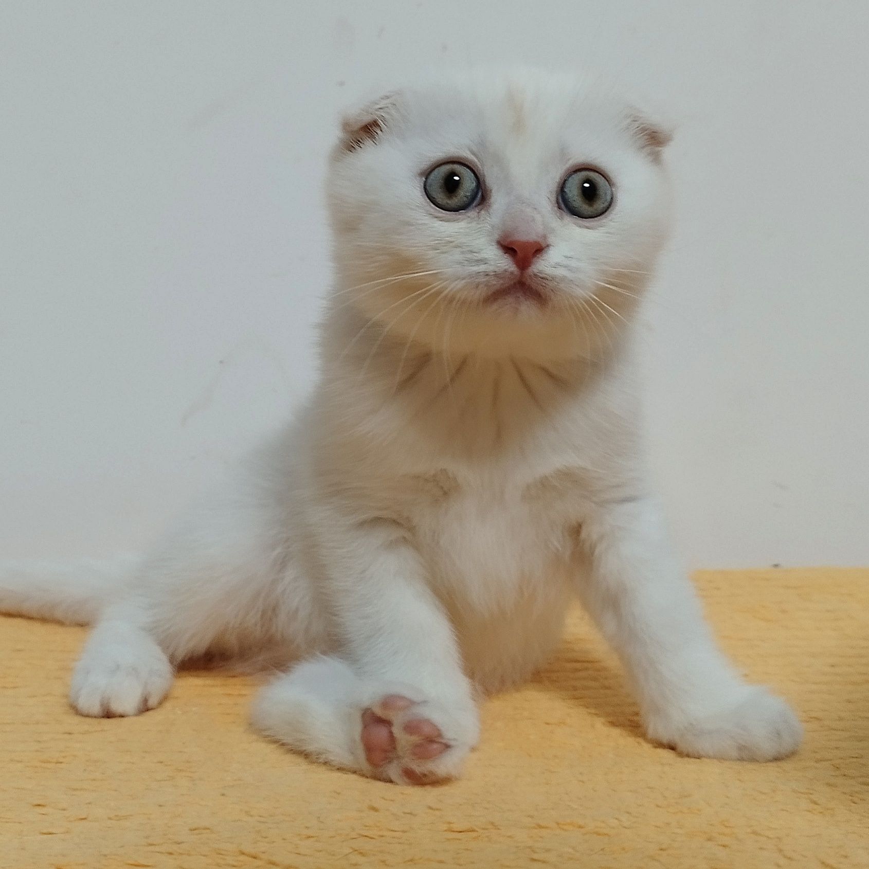 Gatinho para venda