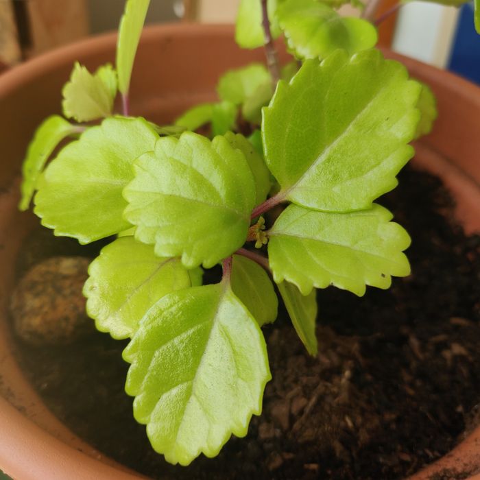 Planta do dinheiro ou dólar tamanho médio - interior ou exterior