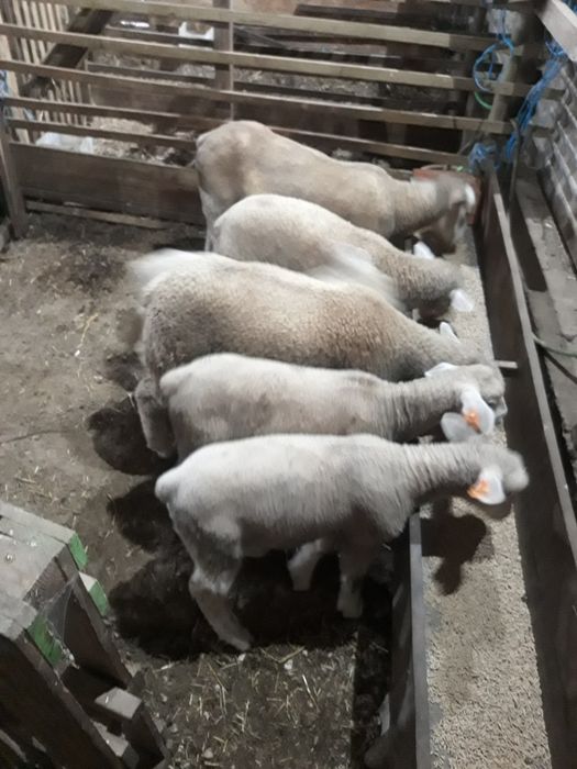 Borregos ille de france