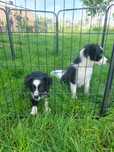 Border collie samczyk 11 tygodniowy z rodowodem