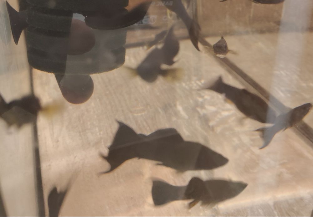 MISIEKZOO Żyworódki - Molinezje / Czarna / Złota /Red /Złoto-Czarna