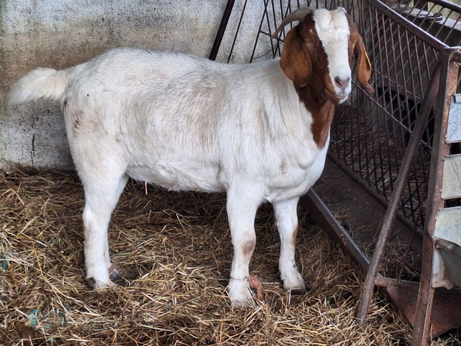 Cabra Boer Pura.
