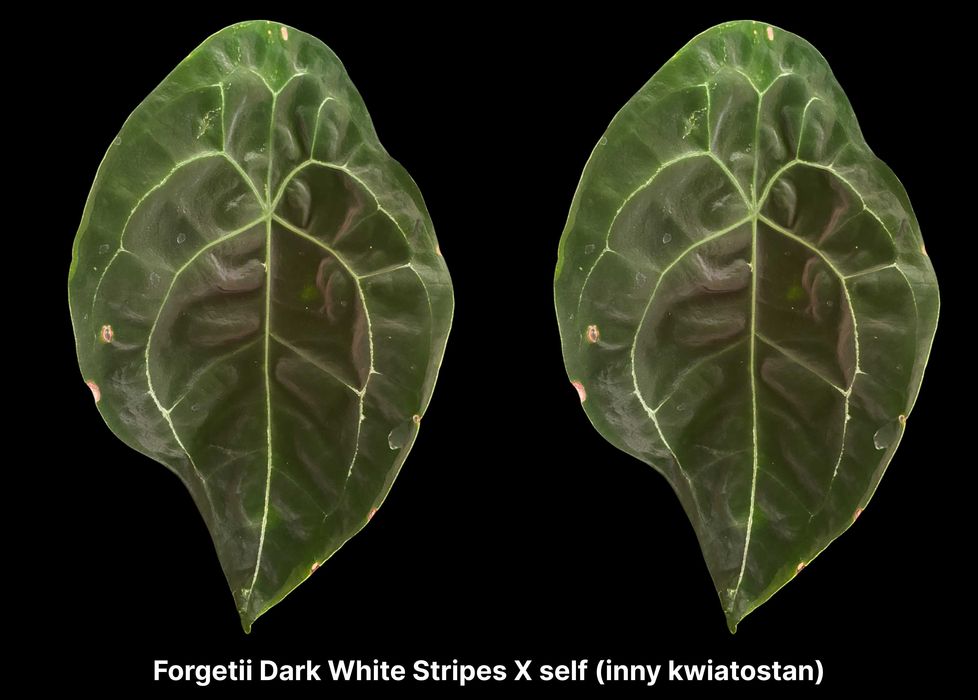 Zestaw różnych sadzonek Anthuriów (6 sztuk)