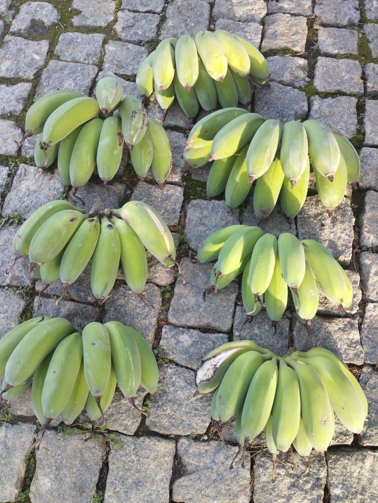 Mudas de Bananeira que dão grandes cachos de Bananas