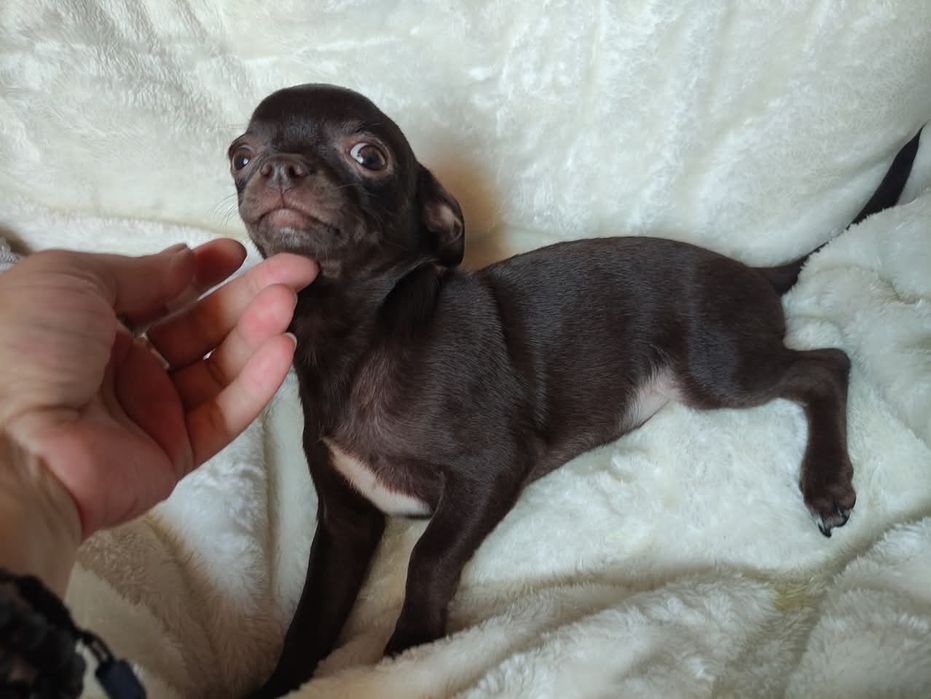 Śliczny piesek Chihuahua gorzka czekolada. Rodowód 4 pokolenia