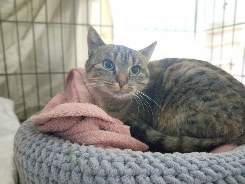 Szukamy domku dla kotki Kani