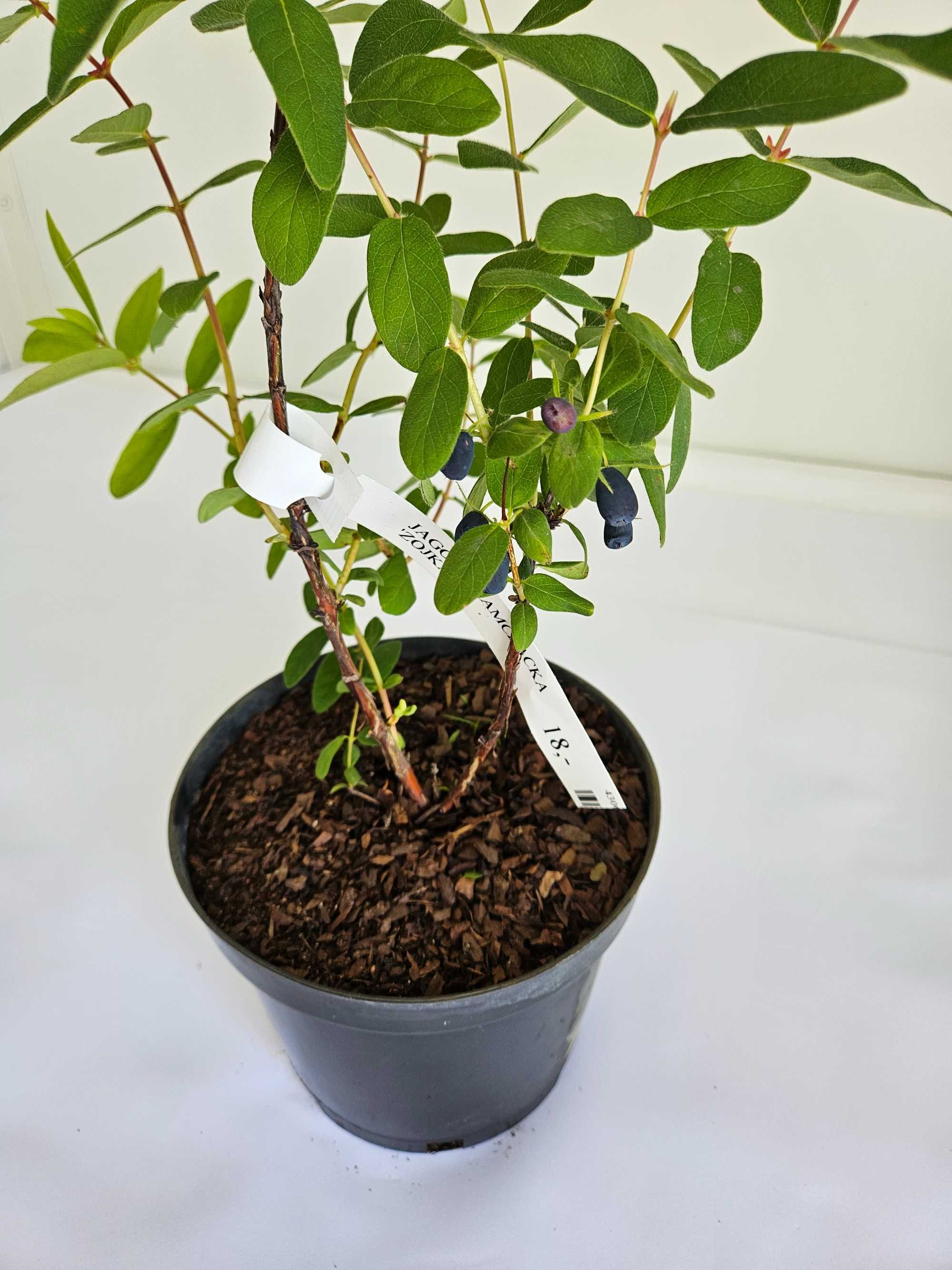 Jagoda kamczacka 'Zojka' (Lonicera caerulea var. kamtschatica 'Zojka')