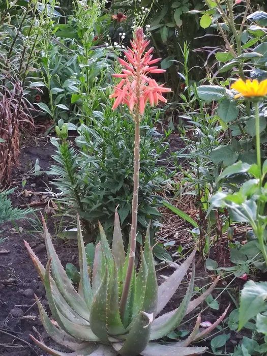 Продам квітку Алое Вера