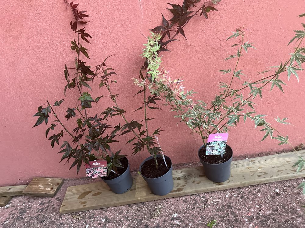 Plantas acers variados