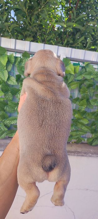 Bulldog francês fêmea