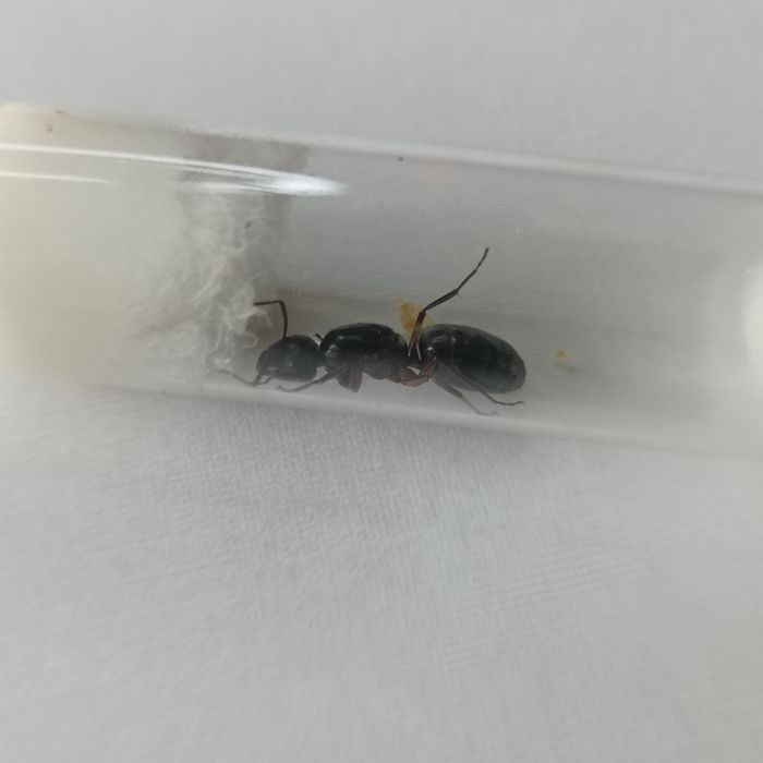 Camponotus ligniperda - największa mrówka w Europie