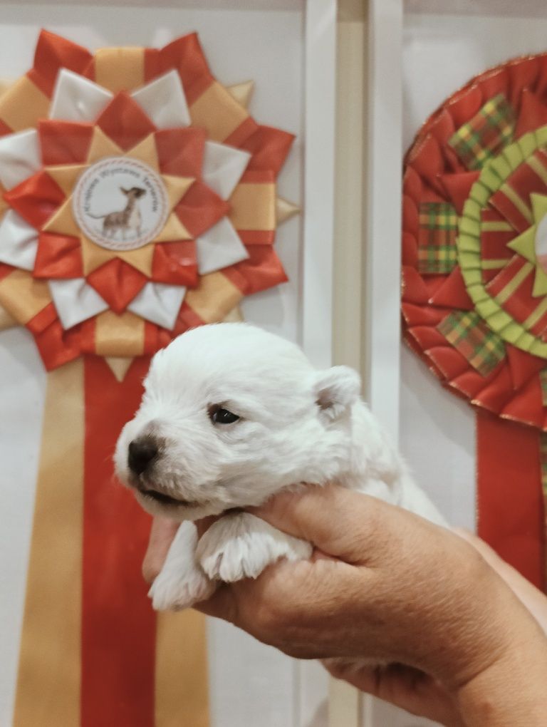 West highland white terrier - suczka - ZKwP/FCI.