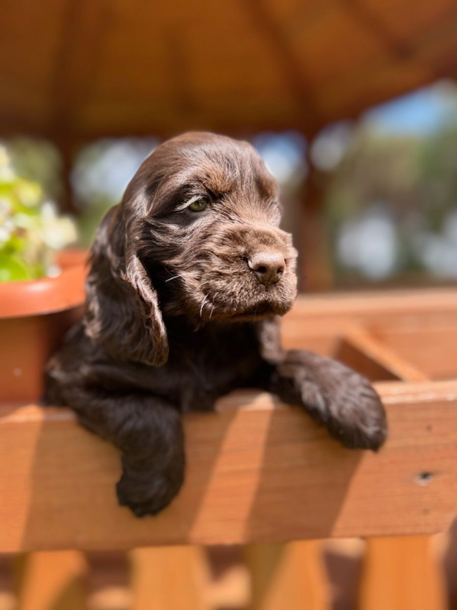 Cocker spaniel angielski sunia