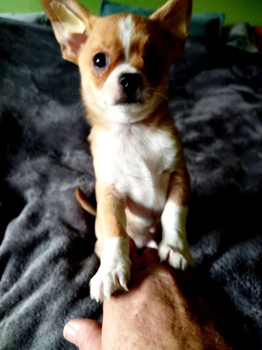 Chihuahua piesek gotowy na zmianę domu