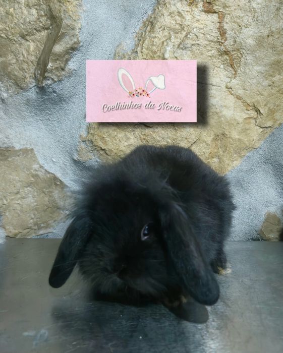 Coelhos anões mini lop
