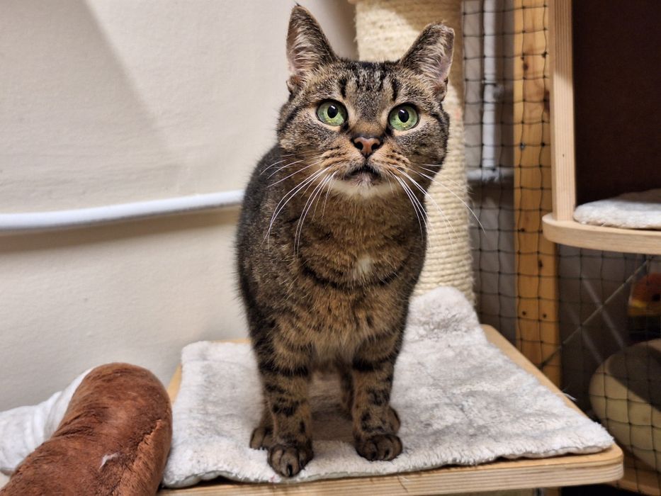 KICIA LOLA - piękna, spokojna koteczka, której umarł opiekun/Poznań